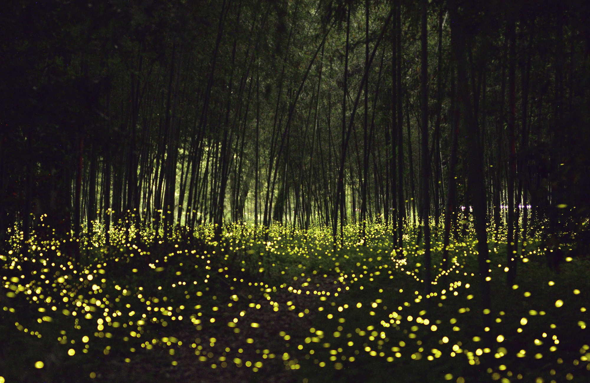japan fireflies