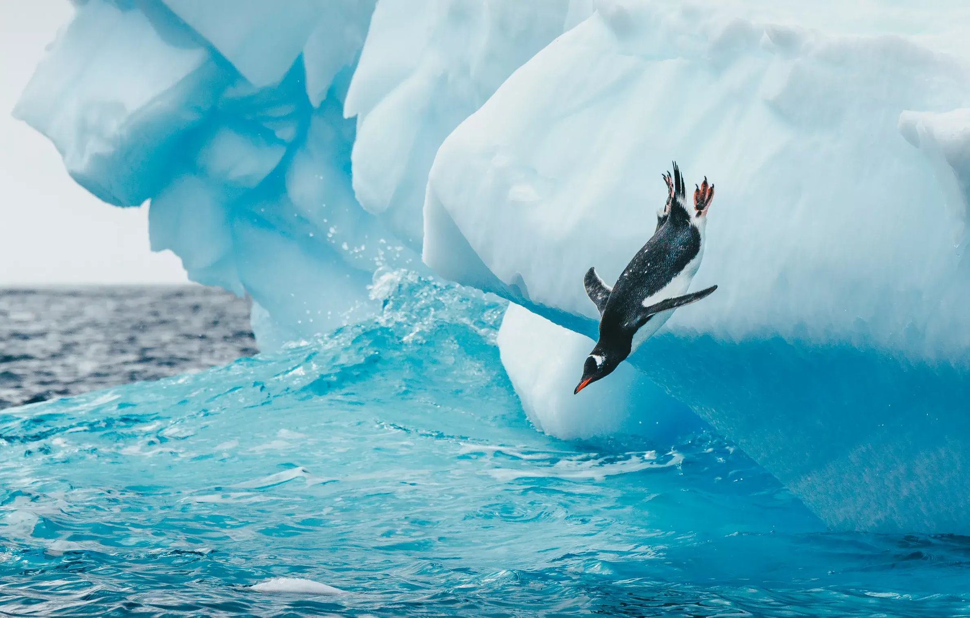 ships-environmental-penguin